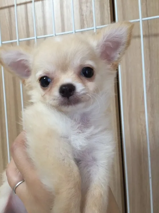 ID：1605-01233の子犬