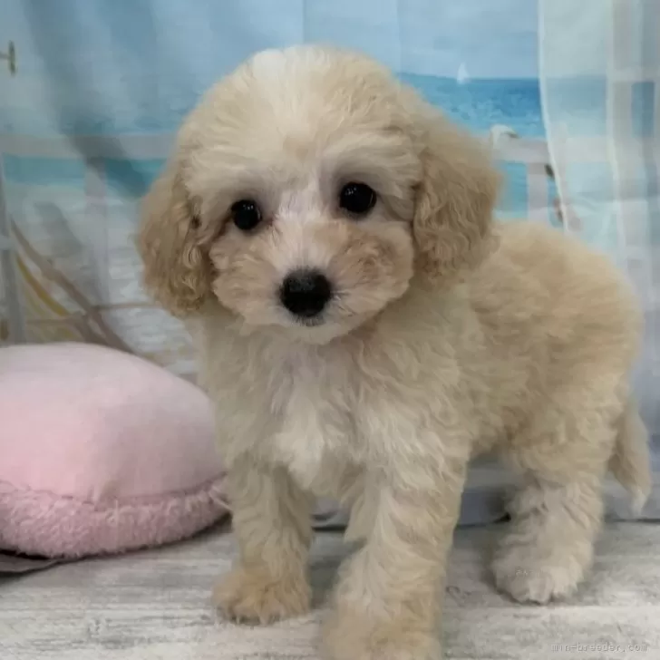 ID:2408-05399の子犬