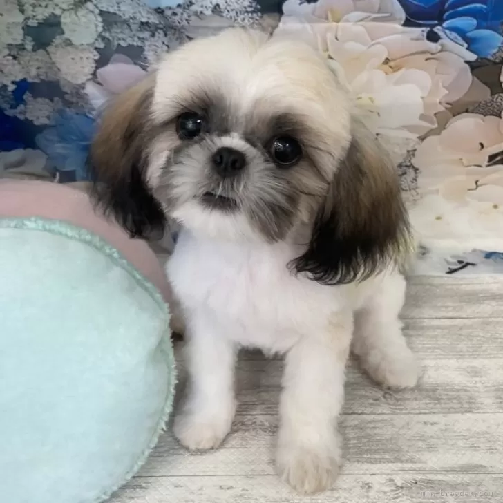 ID:2402-02888の子犬