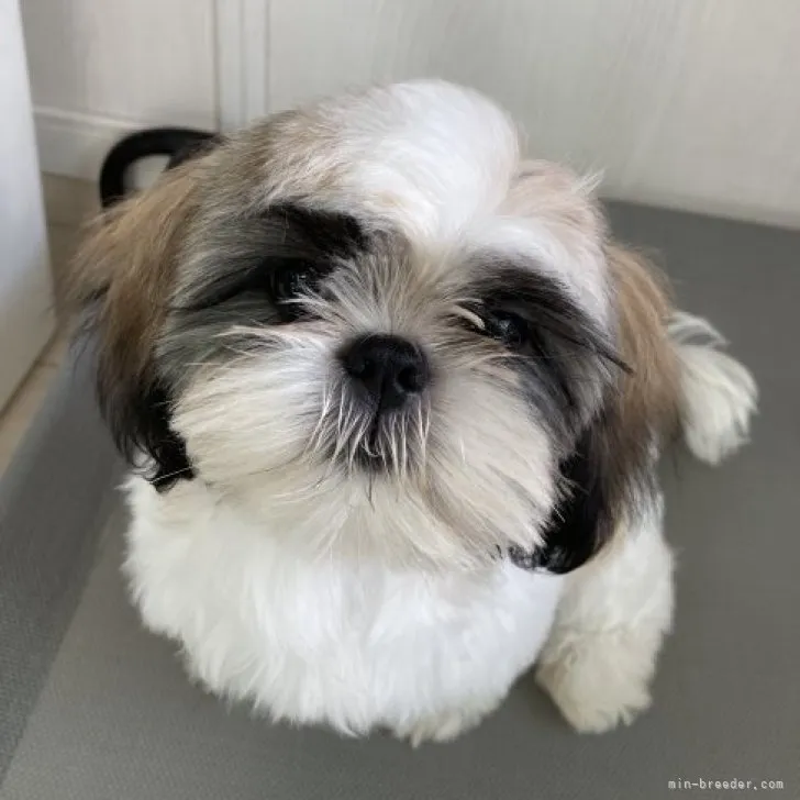 ID：2301-05403の子犬