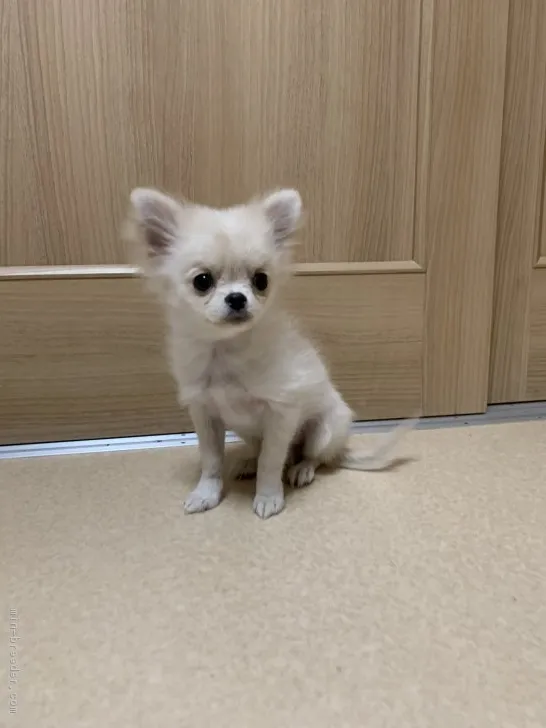 ID:1811-00290の子犬