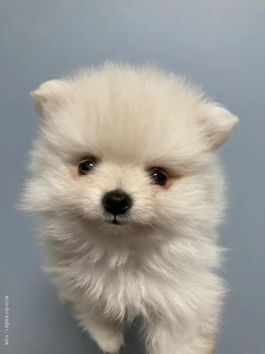 ID:2103-02557の子犬