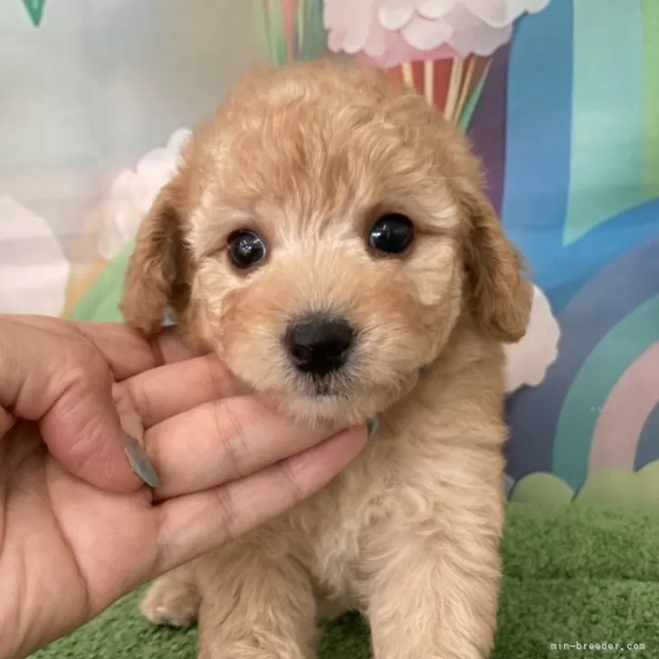 ID:2405-04438の子犬
