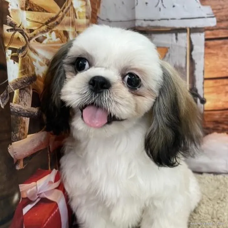 ID:2207-01747の子犬
