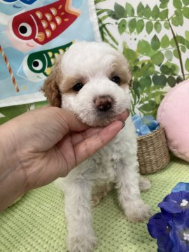 トイプードル(トイ)【大阪府・男の子・2021年3月31日・パーティ】の写真「♬珍しいパーティカラー！♬」