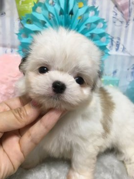 チワワ×マルチーズ【大阪府・女の子・2019年6月2日・パーティ】の写真「♬良いとこ取りのミックス三姉妹♬」