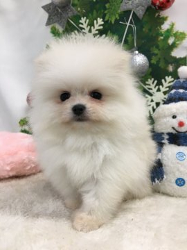 ポメラニアン【大阪府・男の子・2019年11月6日・ホワイト】の写真「♬豊かな毛量！モコモコの短足くん♬」