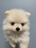 ポメラニアン【大阪府・女の子・2021年2月8日・ホワイト】の写真4