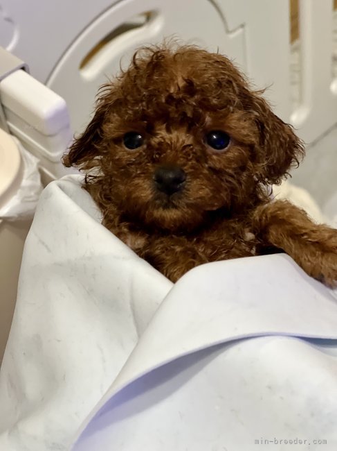 高林弥生ブリーダーのブログ：お風呂🛀とカット💇しましたよ👍