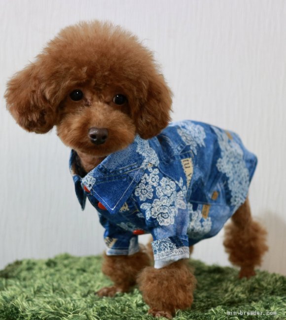 高林弥生ブリーダーのブログ：トイプードル🧺babyちゃん生まれました❤️