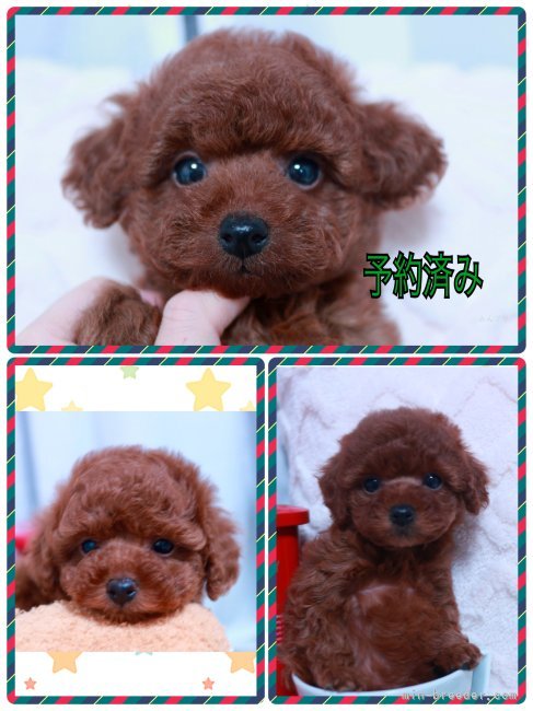 高林弥生ブリーダーのブログ：あーーー、可愛い❤️