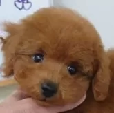 タイニープードル【京都府・男の子・2024年10月23日・レッドフォーン】の写真9