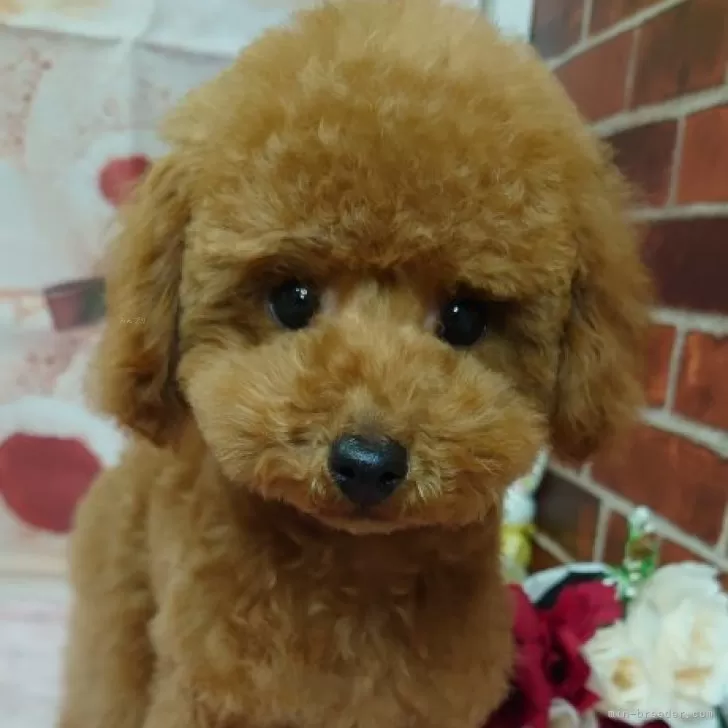 ID：2412-01292の子犬