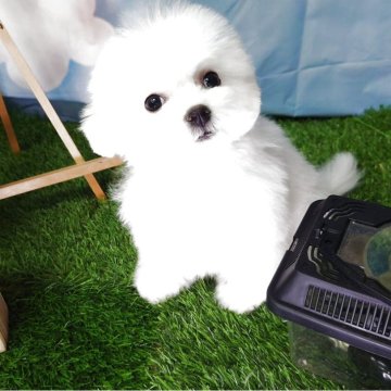 ビションフリーゼ【京都府・女の子・2025年4月26日・ホワイト】の写真「ミニビションちゃんです！」