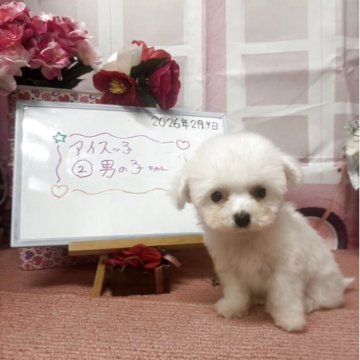 ビションフリーゼ【京都府・男の子・2025年12月8日・ホワイト】の写真「可愛らしい子ですがオーバーショットです。」