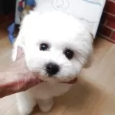 ビションフリーゼ