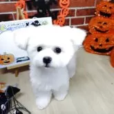 ビションフリーゼ