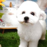 ビションフリーゼ