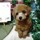 タイニープードル