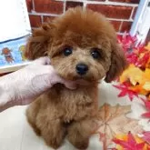 タイニープードル