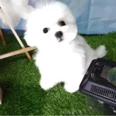 ビションフリーゼ