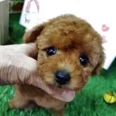 タイニープードル