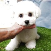 ビションフリーゼ