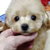 ティーカッププードル