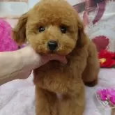 タイニープードル【京都府・男の子・2024年10月23日・レッドフォーン】の写真6