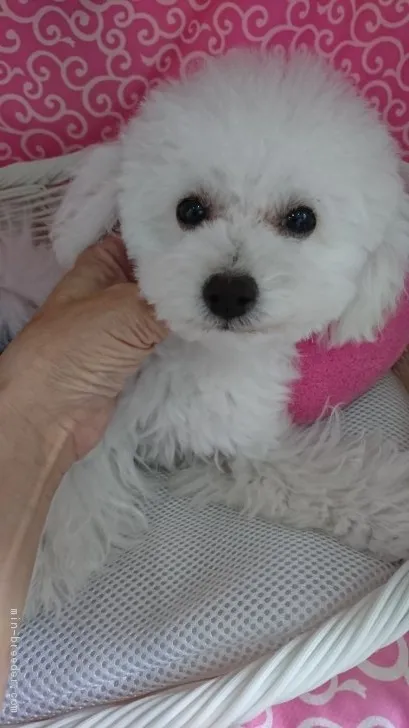 ID:1804-00262の子犬