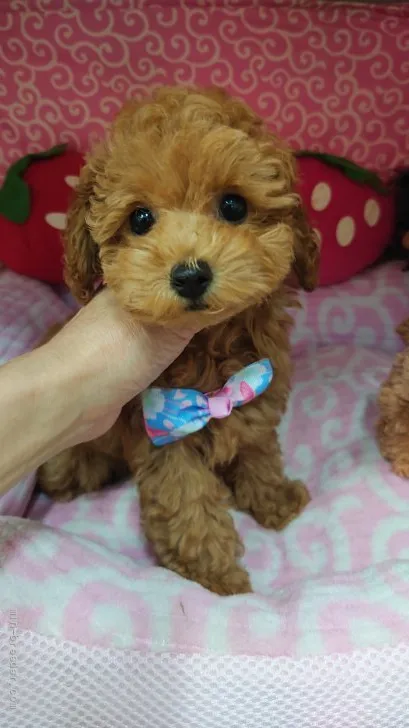 ID：2108-04169の子犬