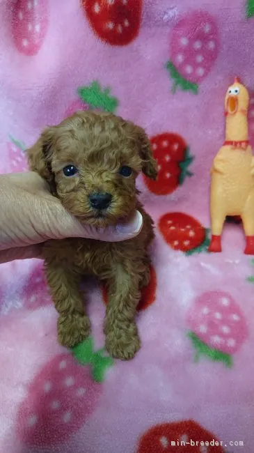 ID：1901-02676の子犬