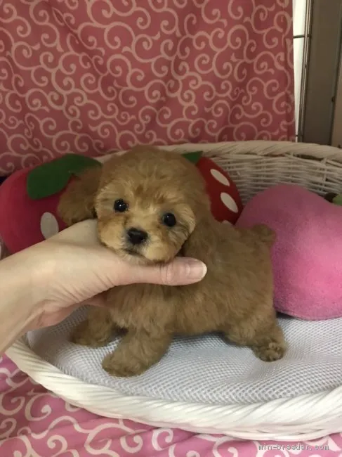 まゆ 様のお迎えした子犬