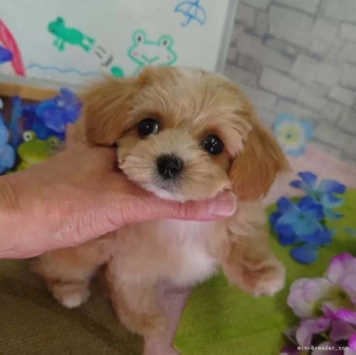 ID:2405-06067の子犬