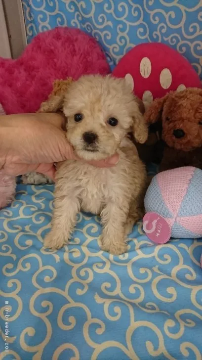 ID:1808-00708の子犬