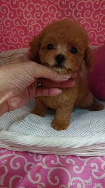ID:1811-02378の子犬