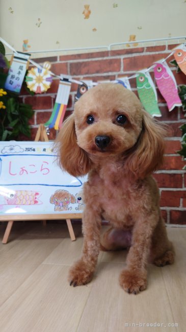 トイプードル【・女の子・2023年7月27日・レッドフォーン】「女のコらしいお顔です！」