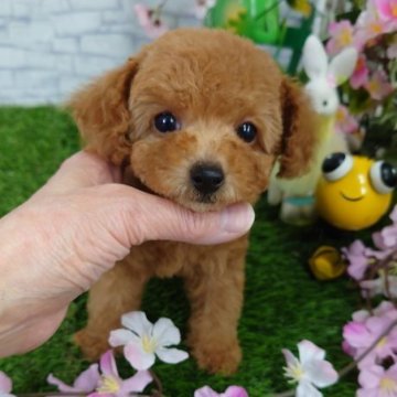 トイプードル(タイニー)【京都府・女の子・2024年2月10日・レッド】の写真「元気一杯で人が大好きな女のコです。」