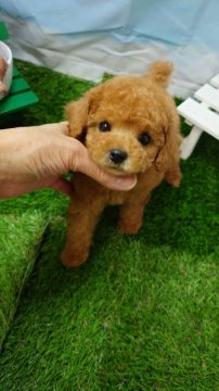 トイプードル(タイニー)【京都府・男の子・2022年3月5日・レッド】の写真「懐っこさでアピール♡」