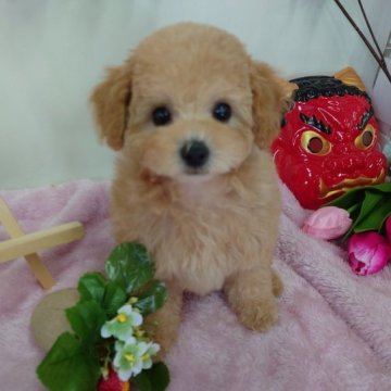 トイプードル(タイニー)【京都府・女の子・2022年12月3日・クリーム】の写真「クマさんみたいな顔❤」