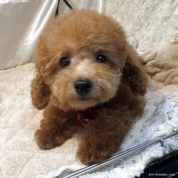 ID：2506-07556の子犬