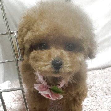 トイプードル(タイニー)【熊本県・女の子・2025年1月28日・レッド】の写真「マズル短く目が大きい可愛いお姫様」