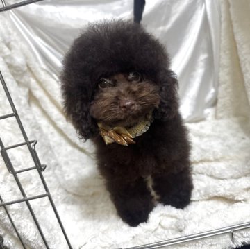 タイニープードル【熊本県・男の子・2025年6月16日・ブラウン】の写真「元気いっぱいブラウンの男の子❗️」