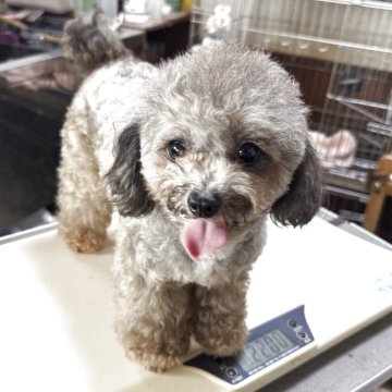 トイプードル(ティーカップ)【熊本県・女の子・2023年9月9日・シルバー】の写真「【期間限定価格】ティーサイズの激カワちゃん❤️」