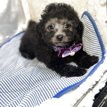 トイプードル(トイ)【熊本県・女の子・2025年2月15日・シルバー】の写真「元気な可愛いお姫様❤️」