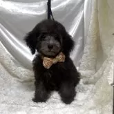 タイニープードル