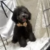 タイニープードル【熊本県・男の子・2025年6月18日・シルバー】の写真2「愛嬌たっぷり」