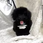 タイニープードル【熊本県・男の子・2025年6月19日・ブラック】の写真3「元気いっぱい」