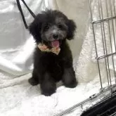 タイニープードル【熊本県・男の子・2025年6月18日・シルバー】の写真3「元気一杯」