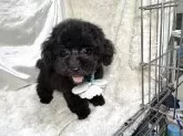 タイニープードル【熊本県・男の子・2025年6月19日・ブラック】の写真4